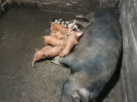 Schweine (Partie, Geschlecht nicht angegeben), Дюрок — Foto 1