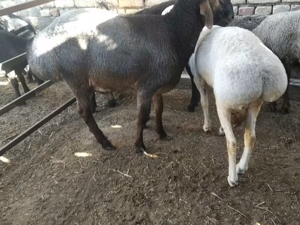 Баран, Бараны