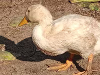Domestic Muscovy — photo 2