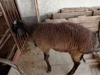 Ram, Blackheaded Persian sheep — photo 1