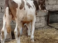 Cattle (batch, sex not specified), Cattle — photo 2