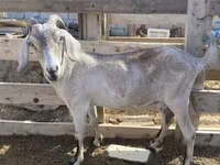 बकरी, Saanen goat — फ़ोटो 2