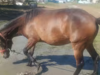 فرس, Horse breed — الصورة 4