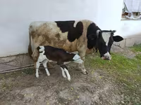 Cow, Simmental cattle — photo 5