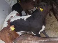 Bull, Simmental cattle — photo 4