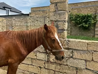Caballos (lote, sexo no especificado), Caballos — foto 2