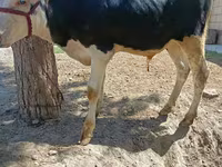 Bulle, Russian Black pied cattle — Foto 3