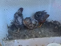 King Quail — photo 3