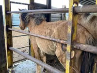 Caballo, Jabe — foto 4