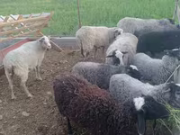 Ram, Romanov sheep — photo 1