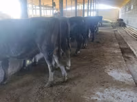 公牛, Cattle — 照片 6