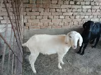Cabra, Cabras — foto 2