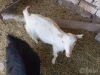 Cabra, Saanen goat — foto 3
