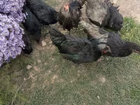 जर्सी जायंट — फ़ोटो 2