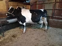 Kuh, Latvian Blue cattle — Foto 1