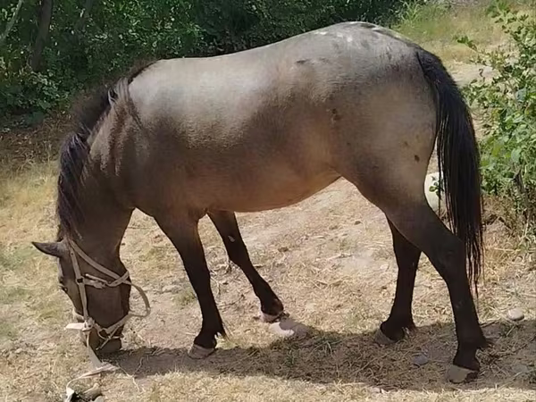 Mare, Horses