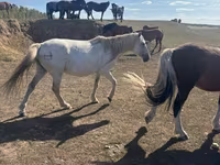 Stute, Horse breed — Foto 2