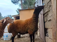 Ram, Blackheaded Persian sheep — photo 6
