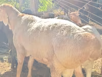 मेढ़ा, Rhon sheep — फ़ोटो 2