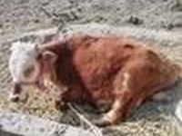Toro, Ganado vacuno — foto 4
