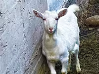 Goat, Saanen goat — photo 2