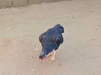 ओल्ड इंग्लिश गेम — फ़ोटो 4