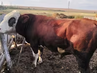 Bulle, Simmental cattle — Foto 4