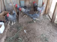 Chickens — photo 8