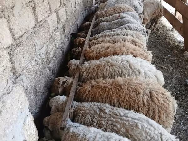 كبش, الأغنام