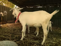 Cabras (lote, sexo no especificado), Pomellata goat — foto 6