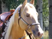 Horse (M), American paint horse — photo 1