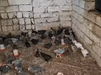 Chickens — photo 2