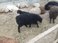 母羊, Sheep — 照片 2