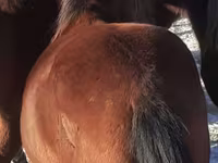 Pferde (Partie, Geschlecht nicht angegeben), Horse breed — Foto 4