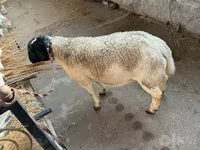 Carnero, Dorper sheep — foto 2