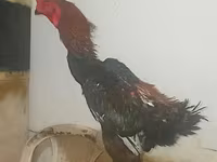 دجاج شمو — الصورة 4