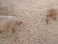 绵羊（批次，未指定性别）, Sheep — 照片 1