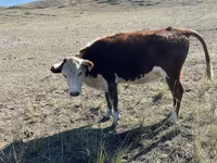 بقرة, Simmental cattle — الصورة 7