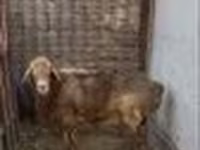 كبش, Edilbay sheep — الصورة 2