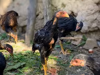 Gallo de pelea de fosa australiano — foto 2