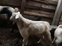 Ziegenbock, Ziegen — Foto 3