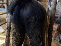 Bulle, Russian Black pied cattle — Foto 4