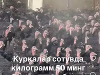 Slovenian Silver Hen — photo 2
