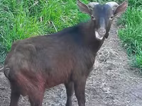 Ziege, Irish goat — Foto 1