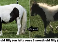 Caballo, Miniature horse — foto 6