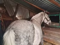 母马, Ukrainian Riding Horse — 照片 2