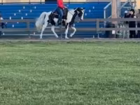 Mare, Pinto horses — photo 4