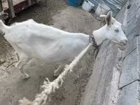 Goat, Saanen goat — photo 2
