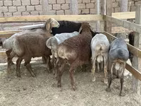 公羊, Sheep — 照片 2