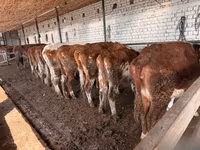 Kuh, Simmental cattle — Foto 6